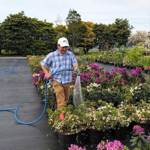Reza watering flowering plants in a Santa Cruz nursery.